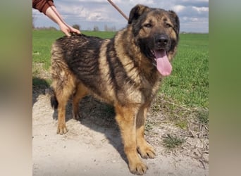 Bison ein Kampfschmuser