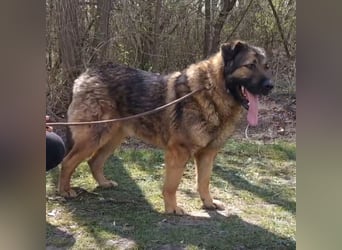 Bison ein Kampfschmuser