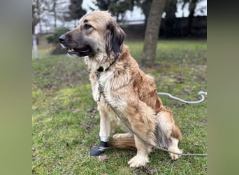 Rosie eine Schönheit