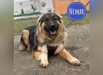 Nemar ein großer wundervoller Rüde