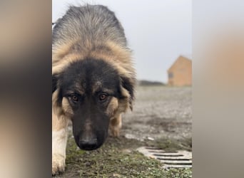 Nemar ein großer wundervoller Rüde