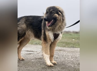 Nemar ein großer wundervoller Rüde