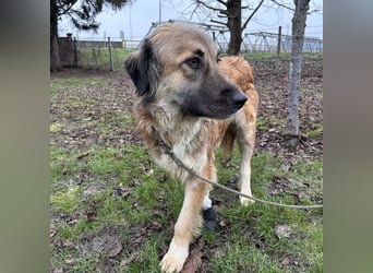 Rosie eine Schönheit