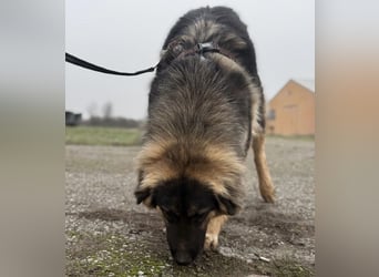 Nemar ein großer wundervoller Rüde