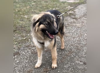 Nemar ein großer wundervoller Rüde