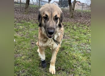 Rosie eine Schönheit