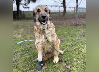 Rosie eine Schönheit