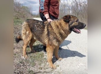 Bison ein Kampfschmuser