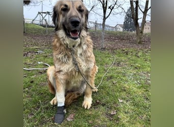 Rosie eine Schönheit