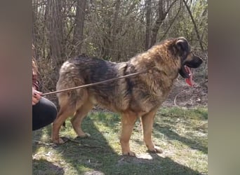 Bison ein Kampfschmuser