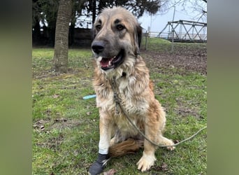 Rosie eine Schönheit