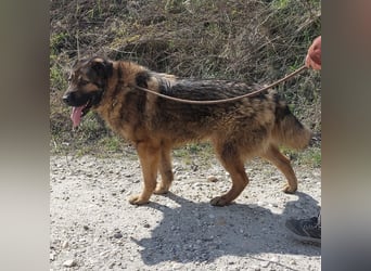 Bison ein Kampfschmuser