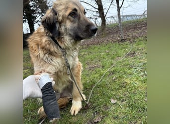 Rosie eine Schönheit