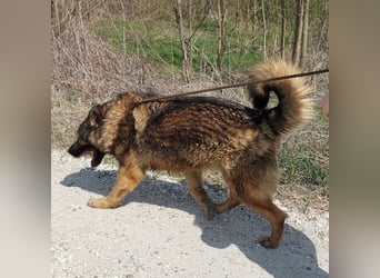 Bison ein Kampfschmuser