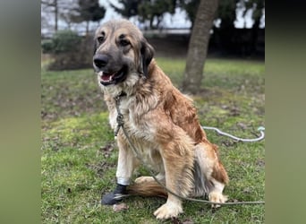 Rosie eine Schönheit