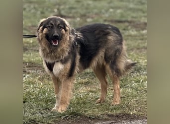Nemar ein großer wundervoller Rüde