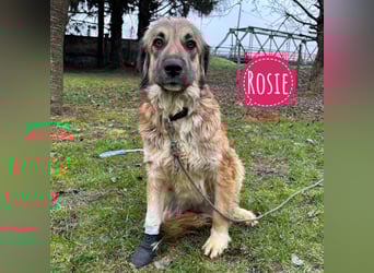 Rosie eine Schönheit