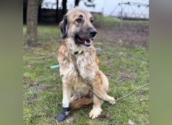 Rosie eine Schönheit