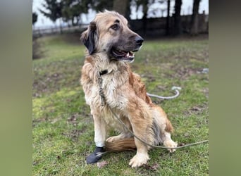 Rosie eine Schönheit