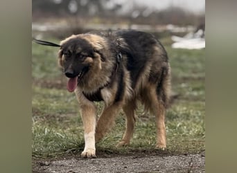 Nemar ein großer wundervoller Rüde