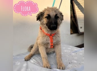 Flora ein Welpenmädchen