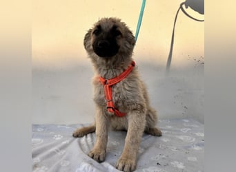 Flora ein Welpenmädchen