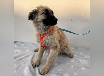 Flora ein Welpenmädchen