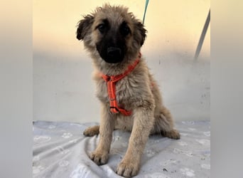 Flora ein Welpenmädchen