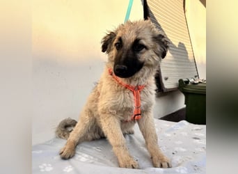 Flora ein Welpenmädchen