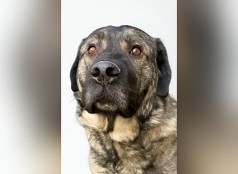 Norman ❤️ lieber, sozialer Familienhund