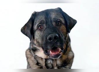 Norman ❤️ lieber, sozialer Familienhund