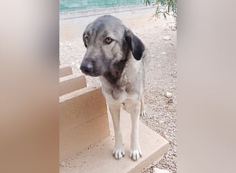 große ruhige Sarplaninac Schäferhund Mischlings-Hündin Wild Rose sucht Zuhause