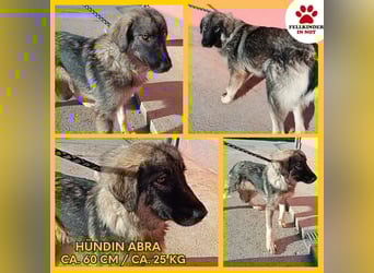 Abra Sarplaninac Mischling Hündin Junghund sucht Zuhause oder Pflegestelle