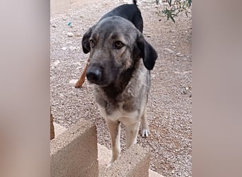 große ruhige Sarplaninac Schäferhund Mischlings-Hündin Wild Rose sucht Zuhause