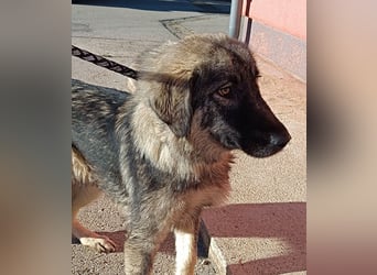 Abra Sarplaninac Mischling Hündin Junghund sucht Zuhause oder Pflegestelle