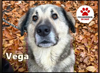 zauberhafte Sarplaninac Mischlings-Hündin Vega sucht ihre Familie