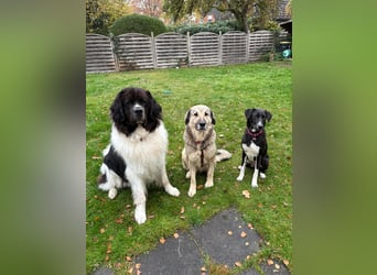 zauberhafte Sarplaninac Mischlings-Hündin Vega sucht ihre Familie