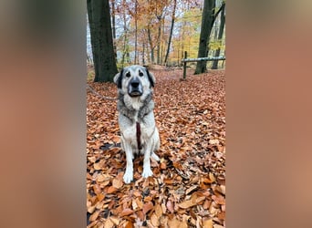 zauberhafte Sarplaninac Mischlings-Hündin Vega sucht ihre Familie