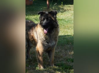 große Sarplaninac Mischlings-Hündin Zola sucht ein Zuhause