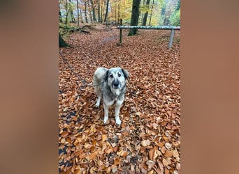 zauberhafte Sarplaninac Mischlings-Hündin Vega sucht ihre Familie