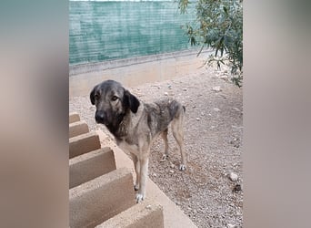 große ruhige Sarplaninac Schäferhund Mischlings-Hündin Wild Rose sucht Zuhause