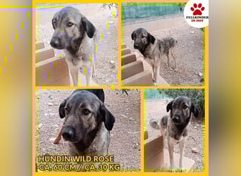 große ruhige Sarplaninac Schäferhund Mischlings-Hündin Wild Rose sucht Zuhause