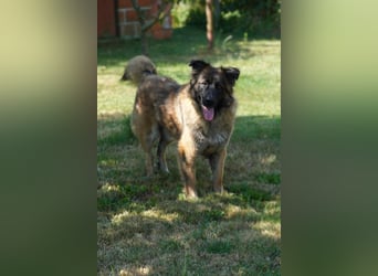 große Sarplaninac Mischlings-Hündin Zola sucht ein Zuhause