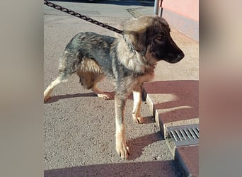 Abra Sarplaninac Mischling Hündin Junghund sucht Zuhause oder Pflegestelle