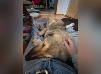 zauberhafte Sarplaninac Mischlings-Hündin Vega sucht ihre Familie