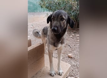 große ruhige Sarplaninac Schäferhund Mischlings-Hündin Wild Rose sucht Zuhause