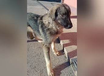 Abra Sarplaninac Mischling Hündin Junghund sucht Zuhause oder Pflegestelle