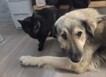 zauberhafte Sarplaninac Mischlings-Hündin Vega sucht ihre Familie