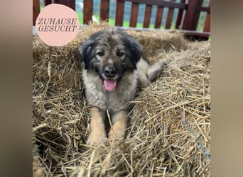 Die wundervolle Lili sucht ein Zuhause ❤️