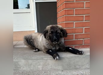 Zoya quirliges Hundemädel
